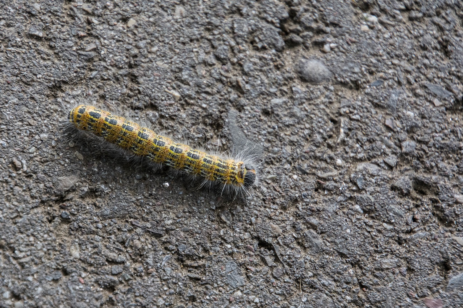 Van welke vlinder is dit de rups?